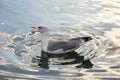 Seagull floating in the water catching a piece of bread Royalty Free Stock Photo