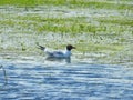 Seagull floating on water, Lithuania