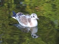 Seagull floating on water