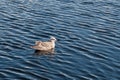 Seagull floating on water