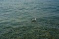 Seagull floating in the waters of the Straits of Mackinaw Royalty Free Stock Photo