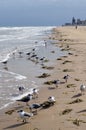 Seagull flock on beach Royalty Free Stock Photo