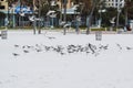 Seagull flock on the beach