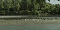 A Seagull flock on bow river banks Royalty Free Stock Photo