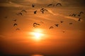 Seagull flock on sunset sky Royalty Free Stock Photo