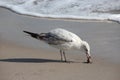 Seagull on Florida Beach