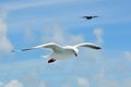 Seagull fly above the sea Royalty Free Stock Photo
