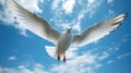 seagull fly against the blue sky with clouds. Sea bird gracefully fly in the air. Royalty Free Stock Photo