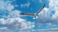 seagull fly against the blue sky with clouds. Sea bird gracefully fly in the air. Royalty Free Stock Photo