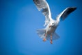 Seagull Royalty Free Stock Photo