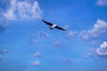 Seagull fly on blue sky background 001 Royalty Free Stock Photo