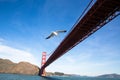 Seagull fly with gold gate