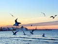 Seagull fly in harbor , sunset at sea ,Tallinn ship on horizon at Baltic sea Tallinn,Estonia Royalty Free Stock Photo