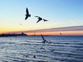 Seagull fly in harbor , sunset at sea ,Tallinn ship on horizon at Baltic sea Tallinn,Estonia