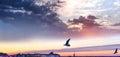 Seagull fly in harbor , sunset at sea ,Tallinn ship on horizon at Baltic sea Tallinn,Estonia Royalty Free Stock Photo