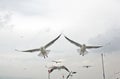 Seagull fly over lake dianchi Royalty Free Stock Photo