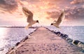 Seagull fly on pier at sea sunset people walk on horizon seascape landscape skyline cloudy dramatic sky water splash