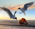 Seagull fly and seashell on wooden pier at sea landscape sunset seascape Royalty Free Stock Photo