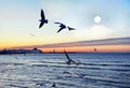 seagull fly on sunset at sea ,boat on horizon,moon on sky Royalty Free Stock Photo