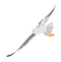 Seagull fly vector isolated on white background, wings spread. Bird fly silhouette. Freedom symbol of liberty. Fish hunter.