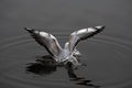 Seagull fly water spring nature lake birds cloud day light