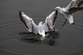 Seagull fly water spring nature lake birds cloud day light