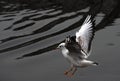 Seagull fly water spring nature lake birds cloud day light