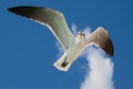 Seagull flying Royalty Free Stock Photo