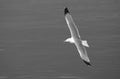 Seagull flying Royalty Free Stock Photo