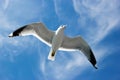 Seagull flying Royalty Free Stock Photo