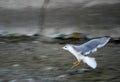 Seagull in flying