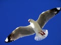 Seagull flying Royalty Free Stock Photo