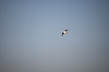 Seagull flying above city of Zagreb, unusual for this type of bird to fly so far from the croatian coast Royalty Free Stock Photo