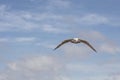 Seagull flying above the cliffs in La Jolla, California