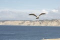 Seagull flying above the cliffs in La Jolla, California