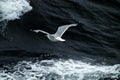 Seagull Flying Above Ocean waves Royalty Free Stock Photo