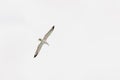 Seagull flying above our heads isolated on white background Royalty Free Stock Photo