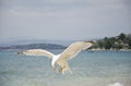 Seagull flying Royalty Free Stock Photo