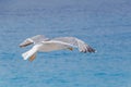 Seagull flying above sea Royalty Free Stock Photo