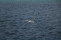 Seagull flying above sea Royalty Free Stock Photo