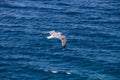 Seagull flying above the surface of the sea Royalty Free Stock Photo