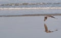 A seagull flying above the water on a beach Royalty Free Stock Photo