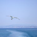 Seagull flying above water Royalty Free Stock Photo