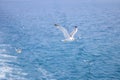 Seagull flying above water Royalty Free Stock Photo