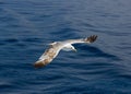 A seagull flying above the water Royalty Free Stock Photo