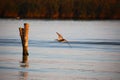 Seagull flying above the water Royalty Free Stock Photo