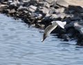 Seagull flying above water with spread wings Royalty Free Stock Photo