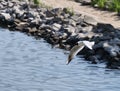 Seagull flying above water with spread wings Royalty Free Stock Photo