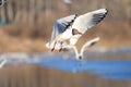 Seagull flying above water Royalty Free Stock Photo