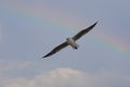Seagull flying across a rainbow in the sky. Royalty Free Stock Photo
